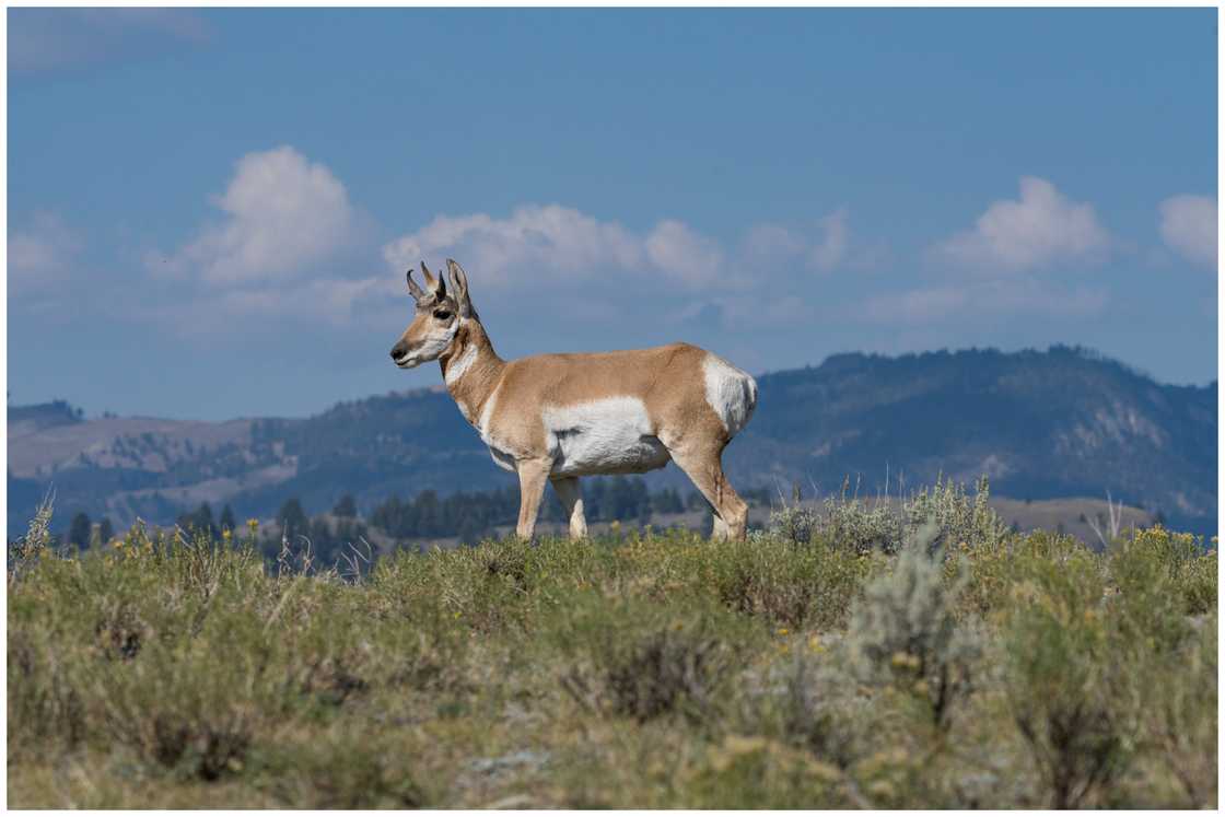 Pronghorn standing on a ridge crest against a blue sky