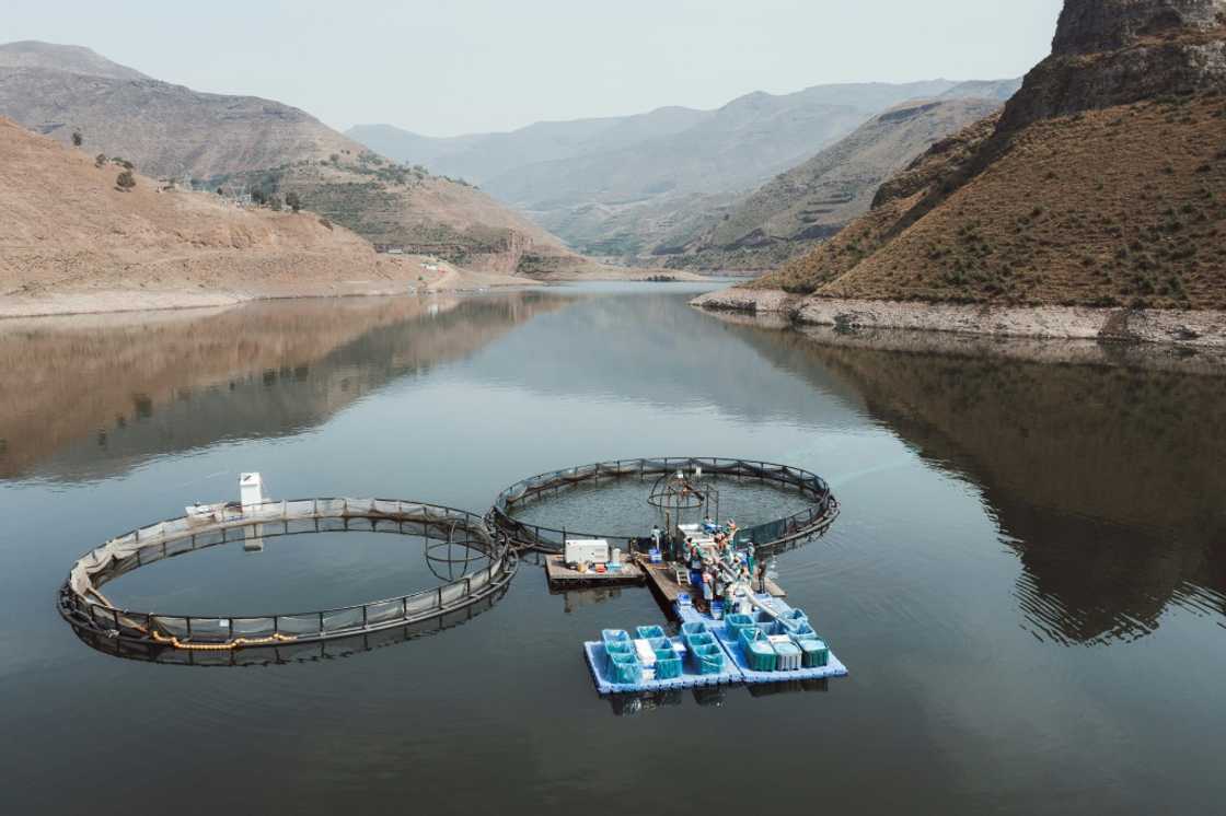 Katse Fish Farms lies more than 2,000 metres above sea level in the mountains of Lesotho