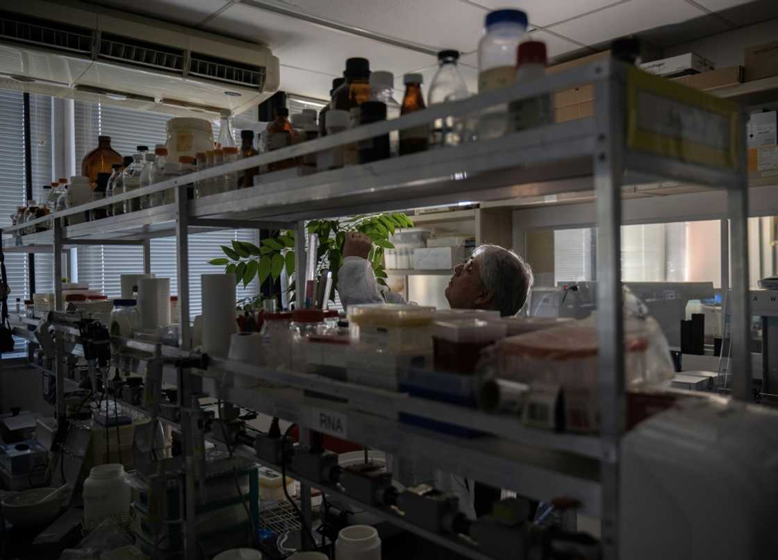 Trema micrantha blume contain one of the ingredients in marijuana, CBD, which shows promise treating epilepsy, autism, anxiety and chronic pain, but not the other main ingredient THC that makes people high Trema micrantha blume contain one of the ingredients in marijuana, CBD, which shows promise treating epilepsy, autism, anxiety and chronic pain, but not the other main ingredient THC that makes people high