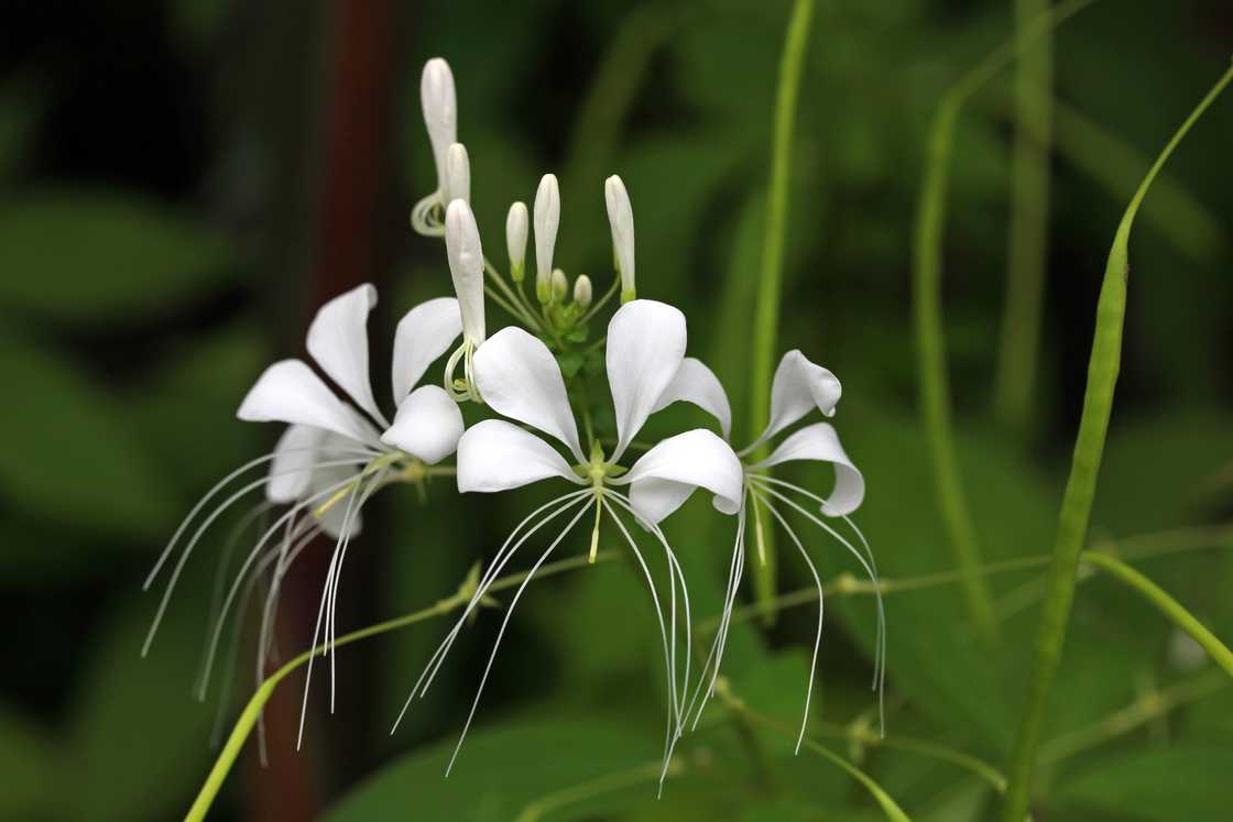 White ginger flower (Hedychium coronarium) growing from a weak green stem White ginger flower (Hedychium coronarium) growing from a weak green stem