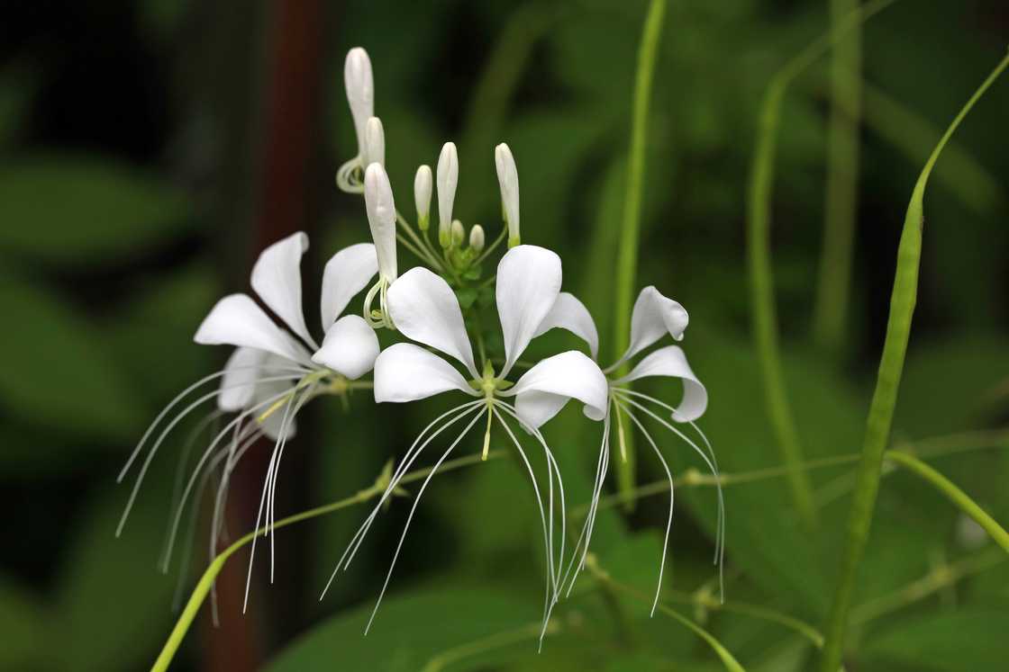 White ginger flower (Hedychium coronarium) growing from a weak green stem