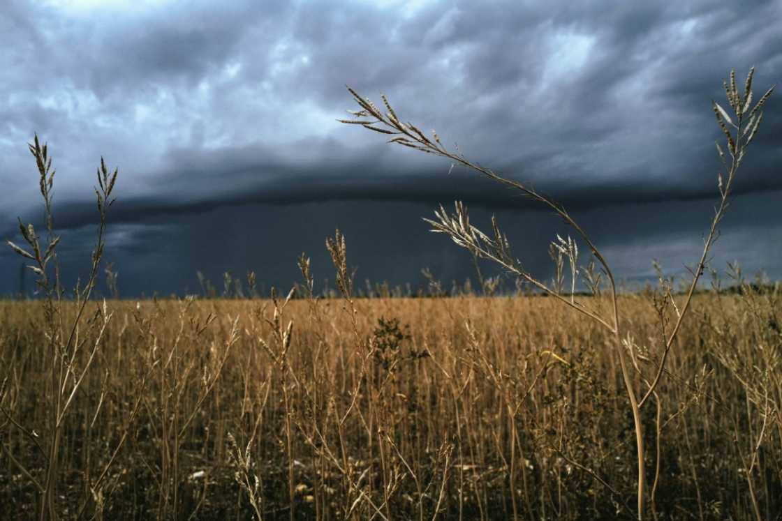 A heatwave across the ocean in Canada, the world's top mustard seed producer, is to blame for the drastic shortage that has dragged on for months in France