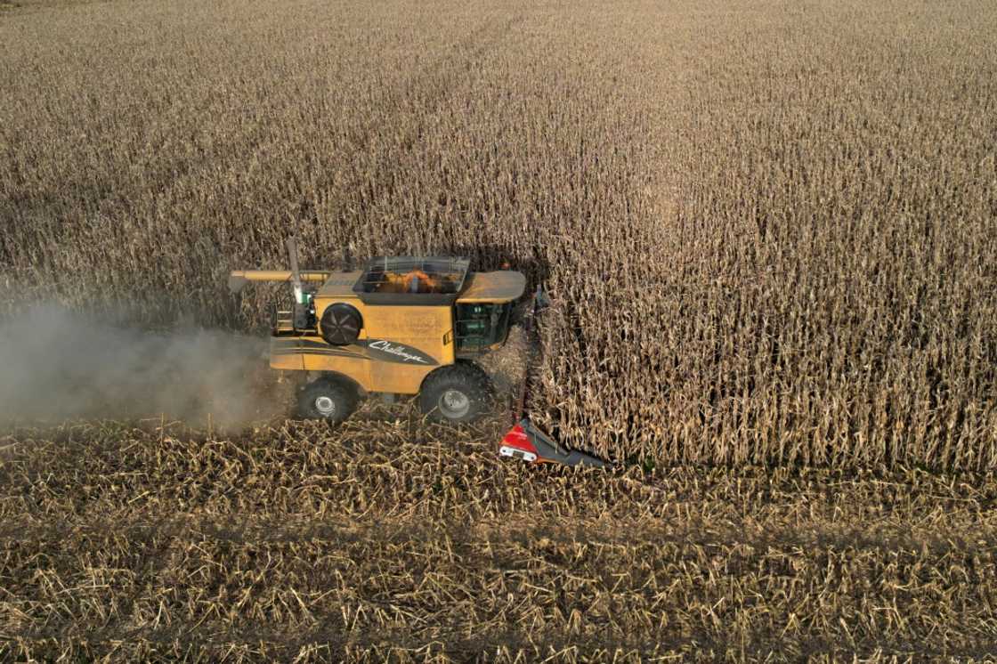 A farmer harvests his corn fields in Lobos, Buenos Aires province, Argentina A farmer harvests his corn fields in Lobos, Buenos Aires province, Argentina