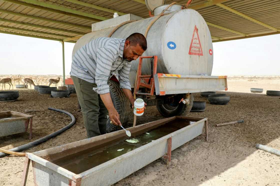 Turki al-Jayashi, director of the Sawa wildlife reserve, adds nutritional supplements to a water trough. He says a lack of funding and the harsh climate have hurt the gazelles Turki al-Jayashi, director of the Sawa wildlife reserve, adds nutritional supplements to a water trough. He says a lack of funding and the harsh climate have hurt the gazelles