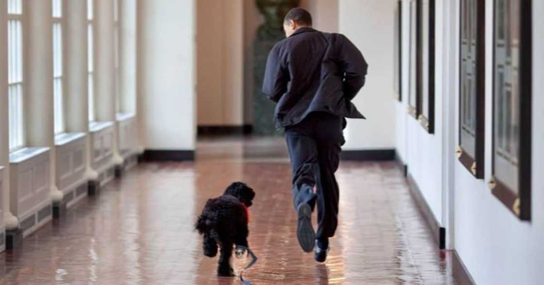 Barack Obama, Family Mourn Death of Beloved Dog Bo: "lost a True Friend" Barack Obama, Family Mourn Death of Beloved Dog Bo: "lost a True Friend"