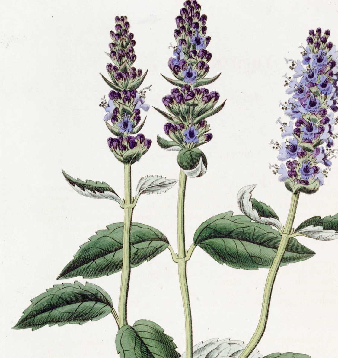 spices in the Bible and their uses spices in the Bible and their uses