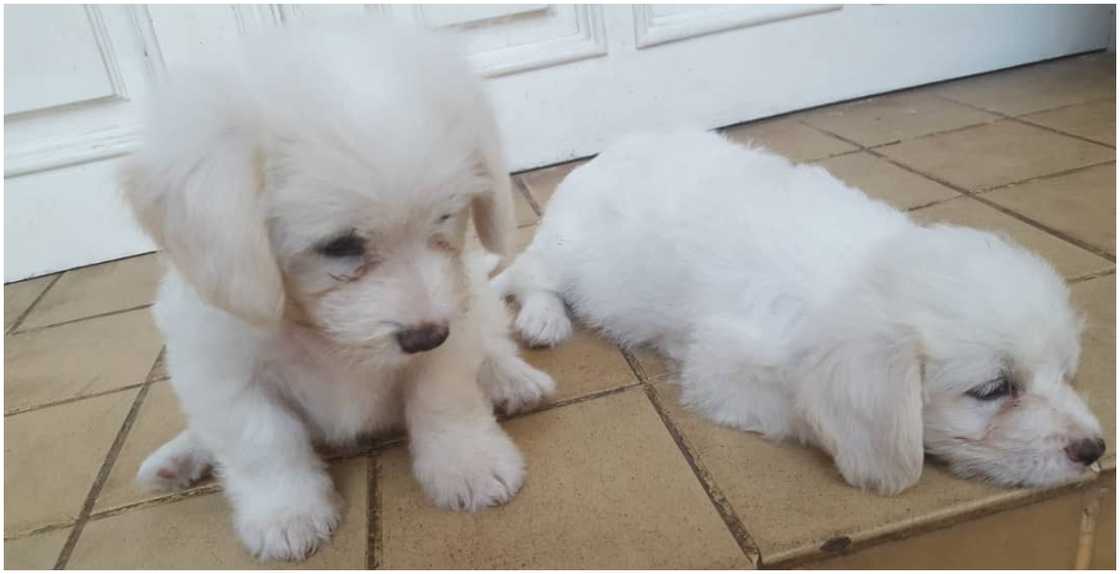 Photo Of 2 Puppies Going For GH₵80,000 Photo Of 2 Puppies Going For GH₵80,000