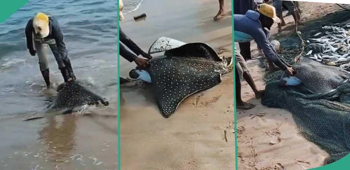 Lucky fisherman catches dotted stingray fish. Lucky fisherman catches dotted stingray fish.