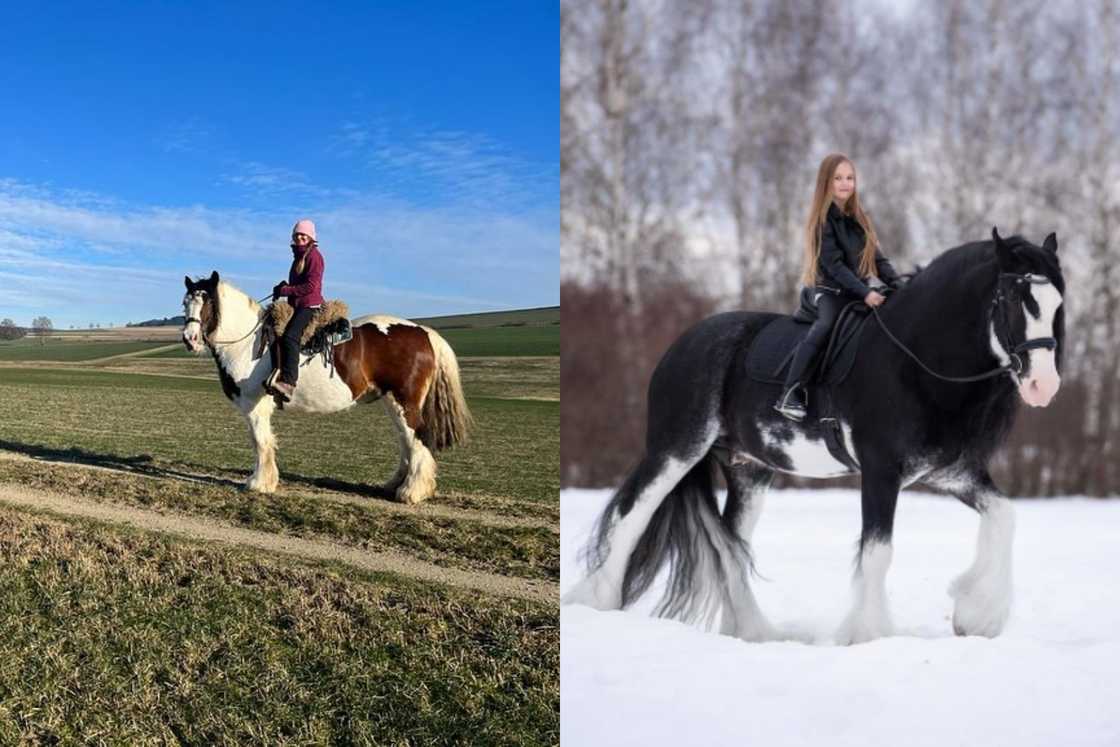 tallest horse in the world tallest horse in the world