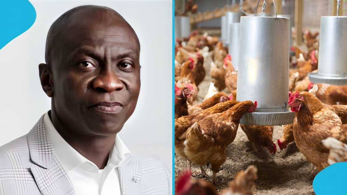 University Of Ghana, Lecturer, Prof Kwame Gyan, Poultry Farm University Of Ghana, Lecturer, Prof Kwame Gyan, Poultry Farm