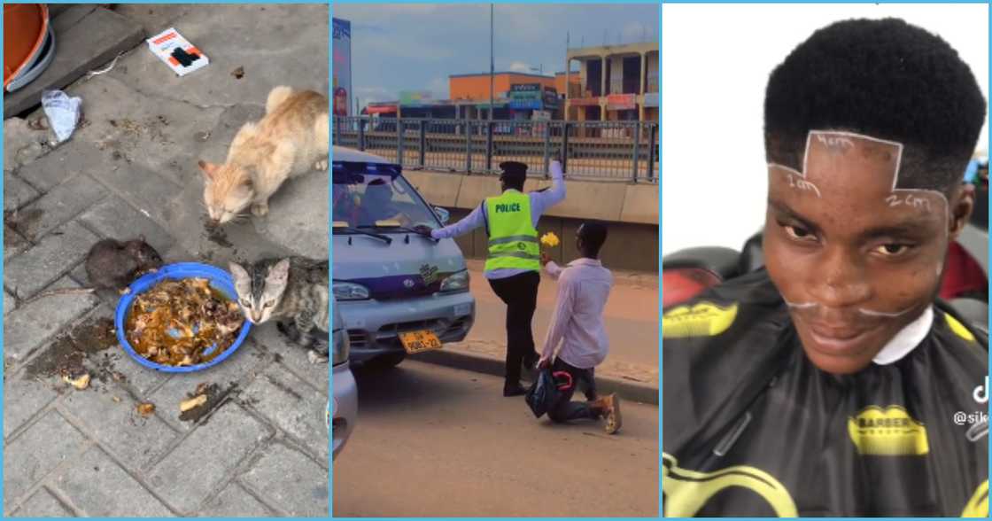 Photo of cats and mouse eating, stranger and Police officer and a man getting a haircut