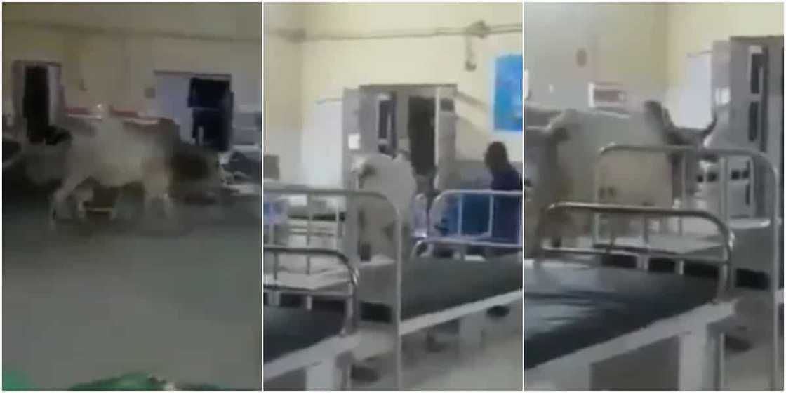 It's Performing Ward Round: Massive Reactions as Cow Walks Majestically into Hospital Ward, Video Causes Stir It's Performing Ward Round: Massive Reactions as Cow Walks Majestically into Hospital Ward, Video Causes Stir