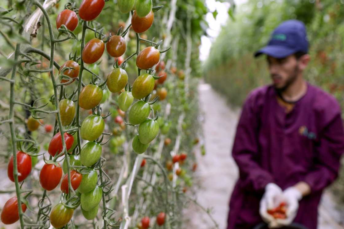 Agriculture has been badly hit by six years of drought in Morocco