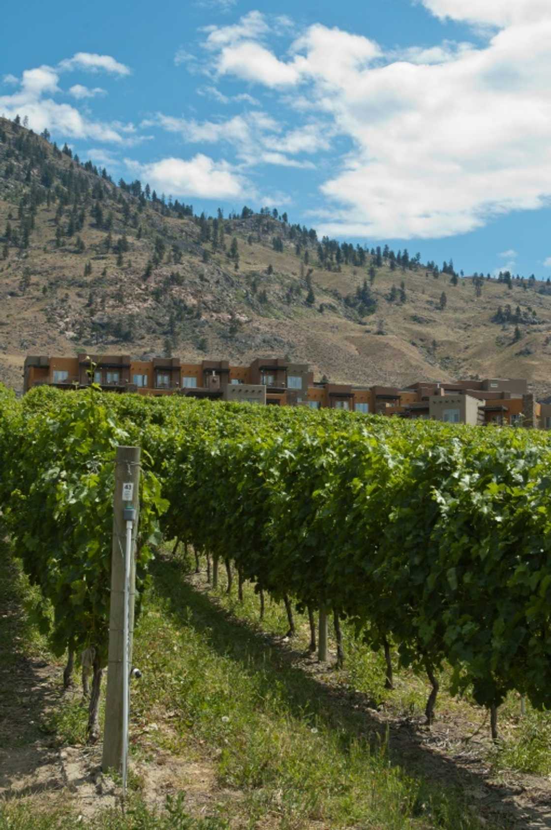 222 wineries in Canada's Okanagan Valley region are facing a "devastating season" as wildfires have kept tourists away 222 wineries in Canada's Okanagan Valley region are facing a "devastating season" as wildfires have kept tourists away