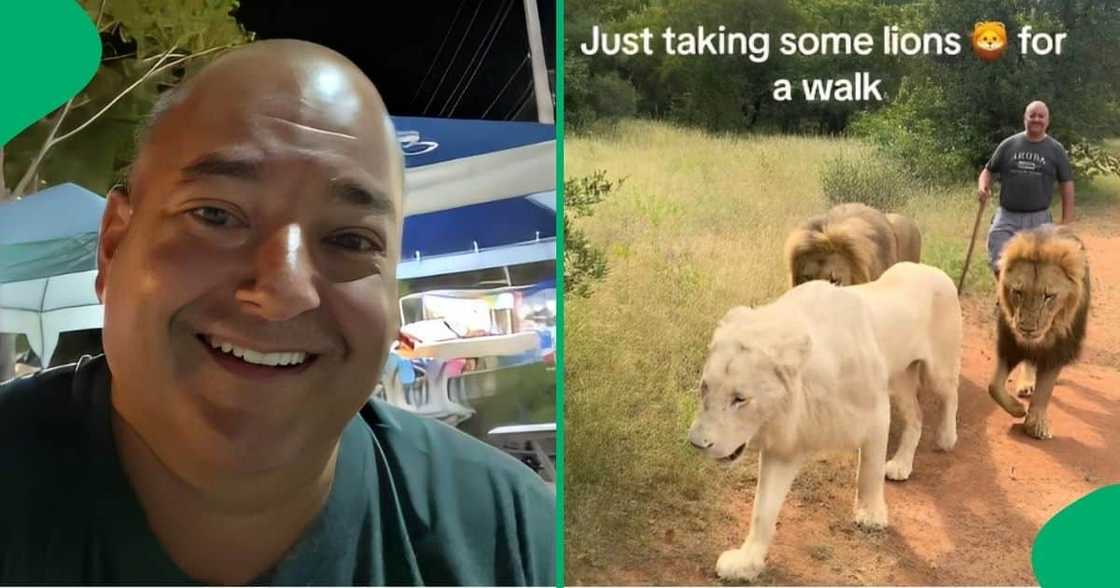 Man using a stick takes three lions for a walk in South Africa.