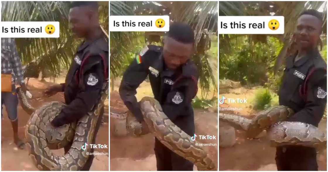 Photo of police officer holding python