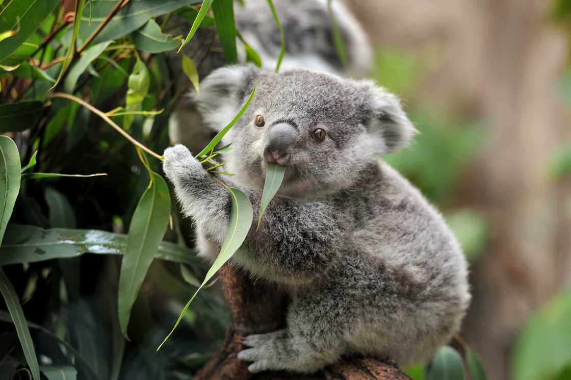 Close-up of a young koala bear on a tree eating eucalypt leaves Close-up of a young koala bear on a tree eating eucalypt leaves
