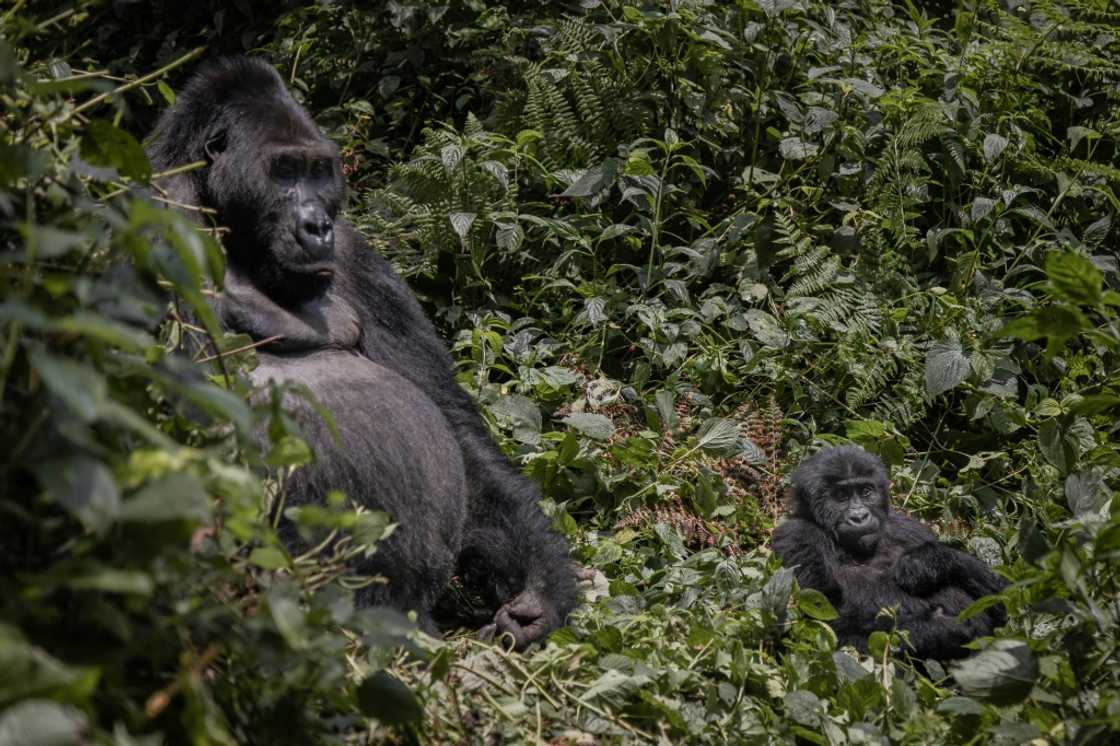 According to the most recent Protected Planet report, only 17 percent of land habitats and around seven percent of marine areas were protected by 2020 According to the most recent Protected Planet report, only 17 percent of land habitats and around seven percent of marine areas were protected by 2020