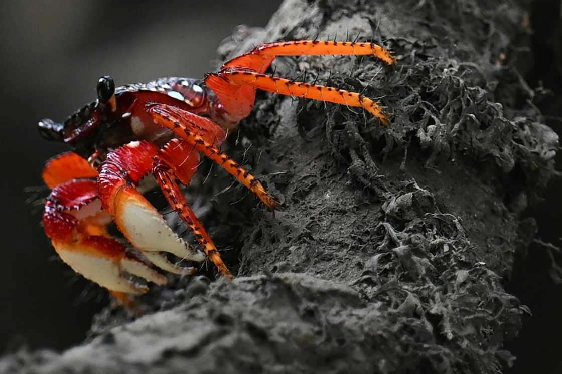 A crab crawls through a mangrove swamp in Nuqui A crab crawls through a mangrove swamp in Nuqui