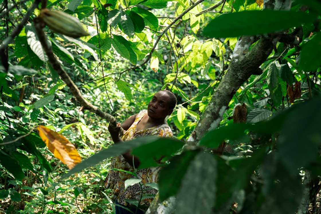 Judith Kahindo takes a risk every time she goes to her cocoa plantation in eastern Democratic Republic of Congo Judith Kahindo takes a risk every time she goes to her cocoa plantation in eastern Democratic Republic of Congo