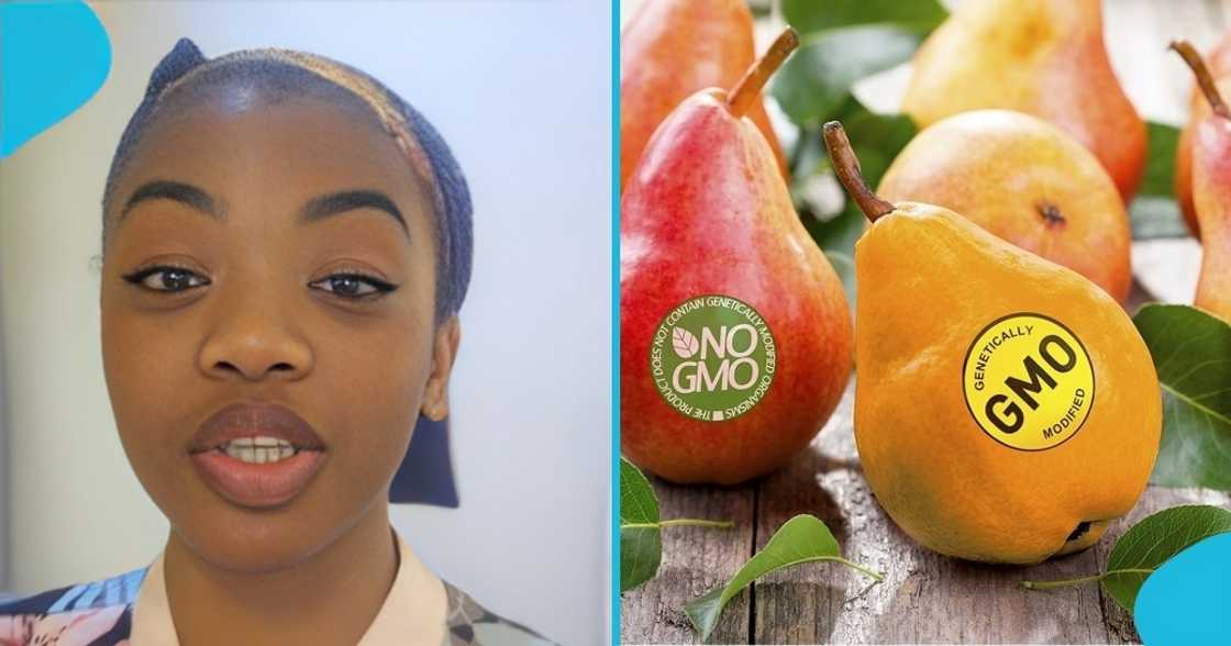 GMO, Ghana, GMOs in Ghana, GMOs, genetically modified organisms, ghana, GMO in Ghana, Ghanaian gmo foods, ghana agriculture.