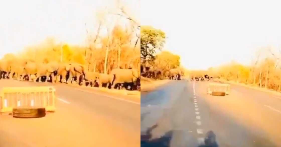 Elephants that disappeared from Ghana in 2005 spotted returning in 2021 in video Elephants that disappeared from Ghana in 2005 spotted returning in 2021 in video