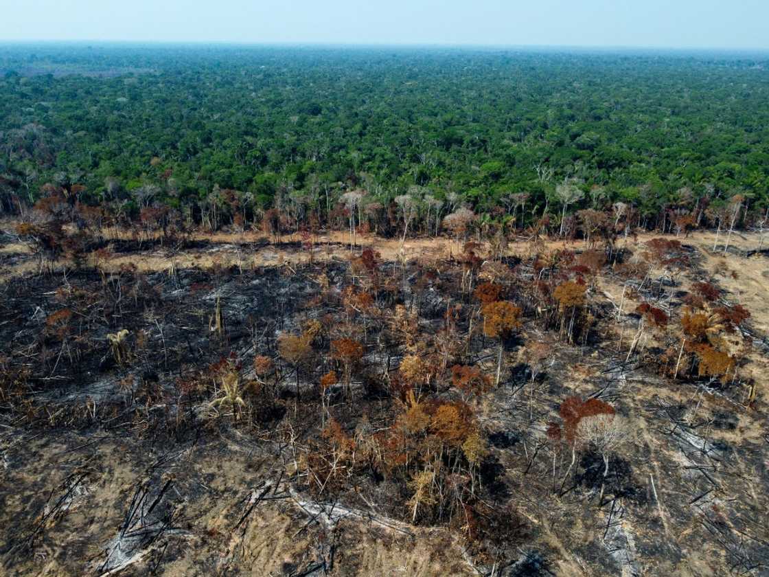 Brazilian President Luiz Inacio Lula da Silva has vowed to make tackling illegal deforestation in the Amazon a top priority Brazilian President Luiz Inacio Lula da Silva has vowed to make tackling illegal deforestation in the Amazon a top priority
