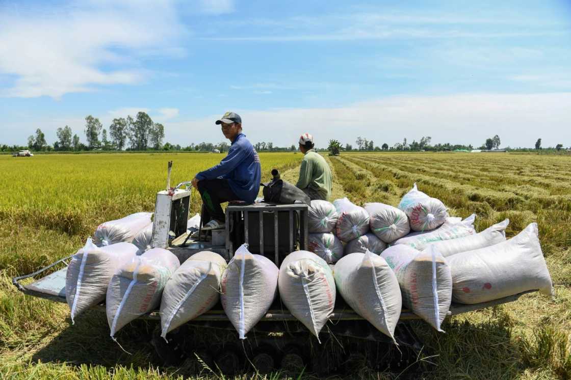 Farmers drive a truck carrying rice bags in a field in Can Tho Farmers drive a truck carrying rice bags in a field in Can Tho