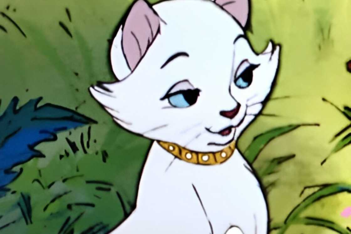 Duchess is sitting on a green background Duchess is sitting on a green background