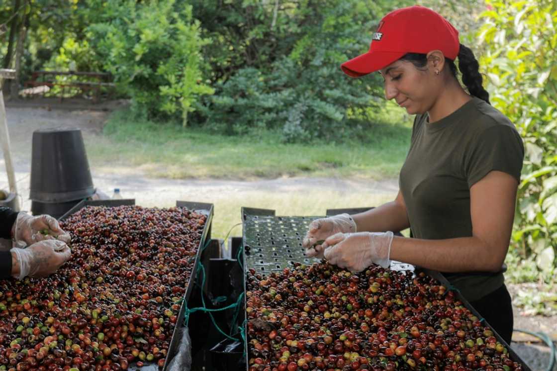 Harvesting coffee beans at a farm in Chinchina, Colombia Harvesting coffee beans at a farm in Chinchina, Colombia