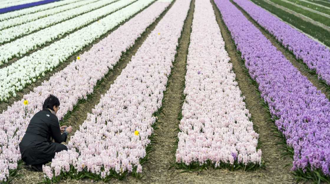 Dutch flower-growing association VGB wants the implementation of checks to be delayed