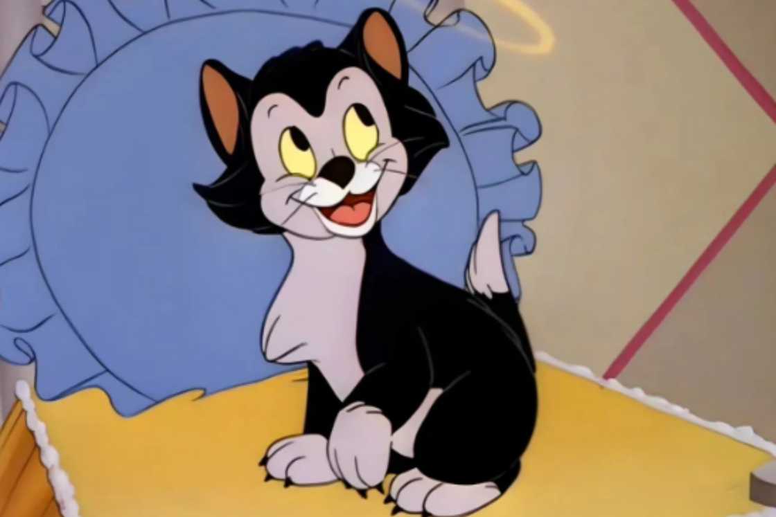 Figaro is sitting on a bed Figaro is sitting on a bed