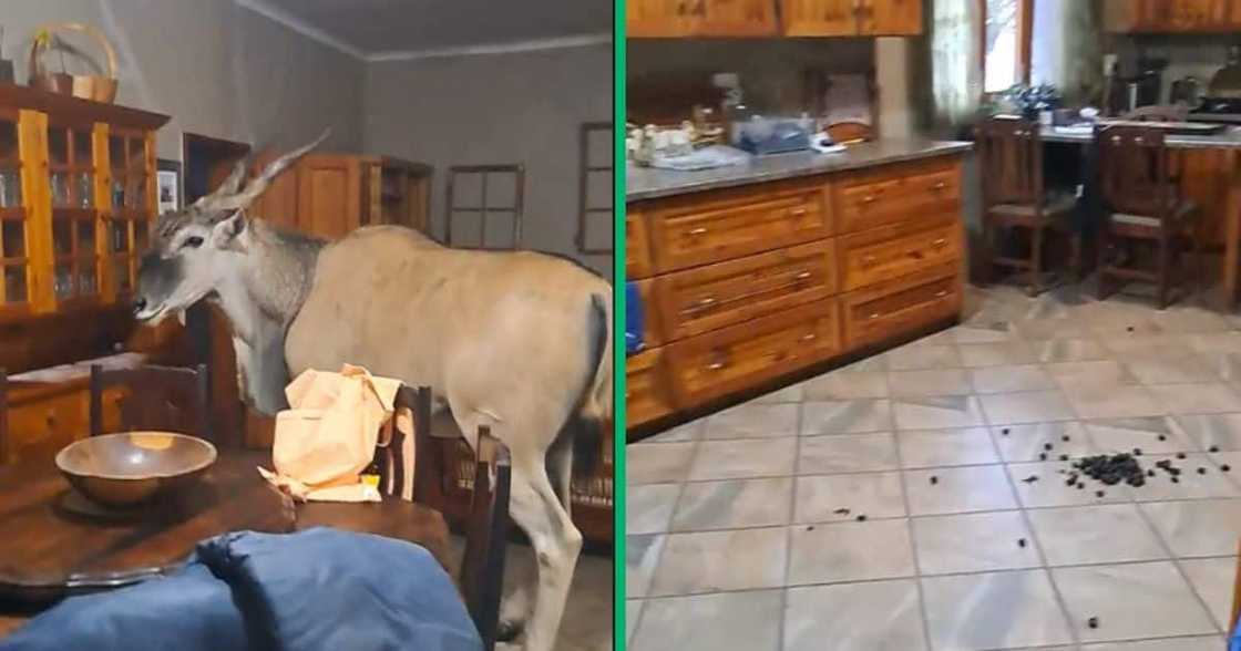 eland visits woman's home