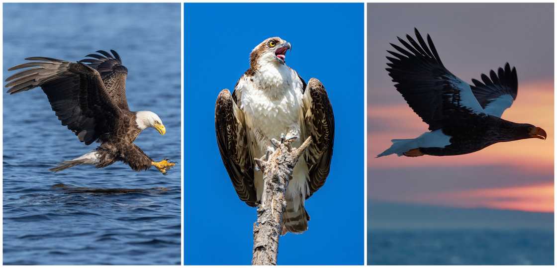 Largest eagle in the world.