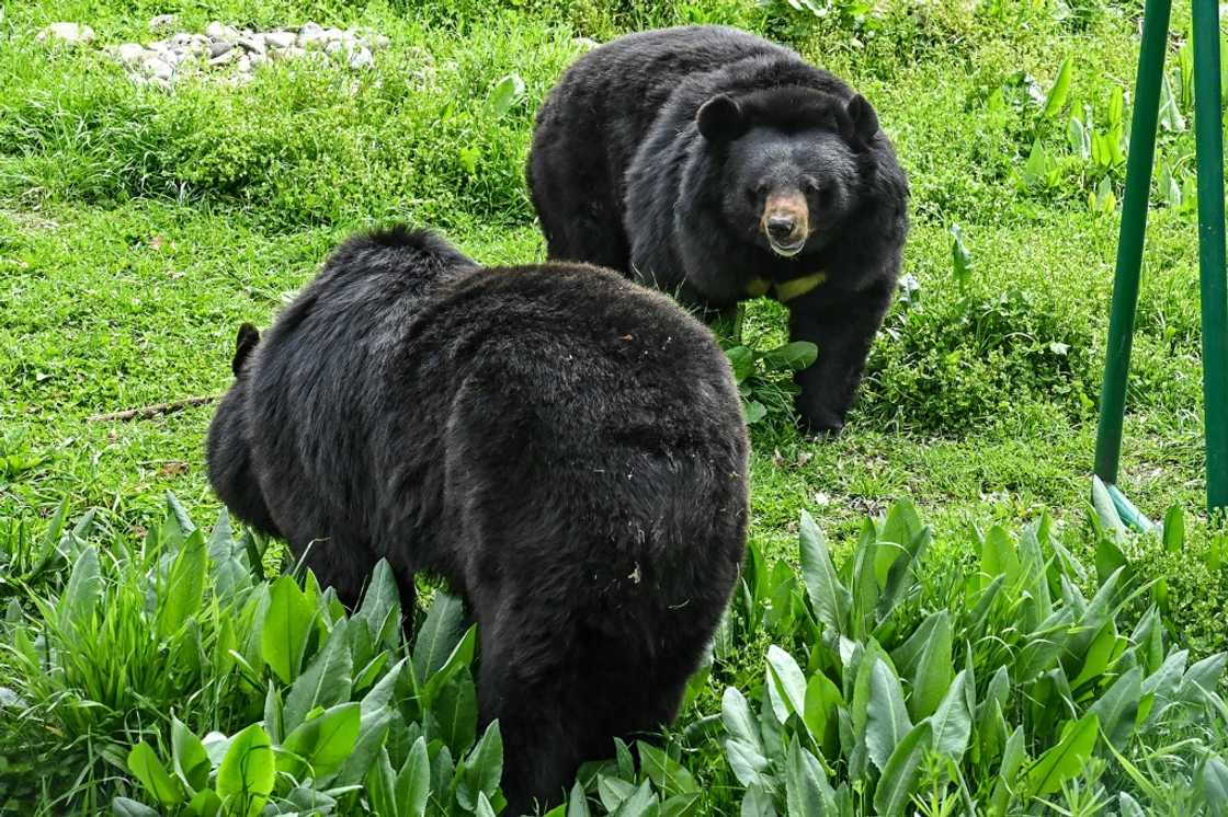 Many women have said on social media that they would rather be approached by a bear in the woods rather than a random man