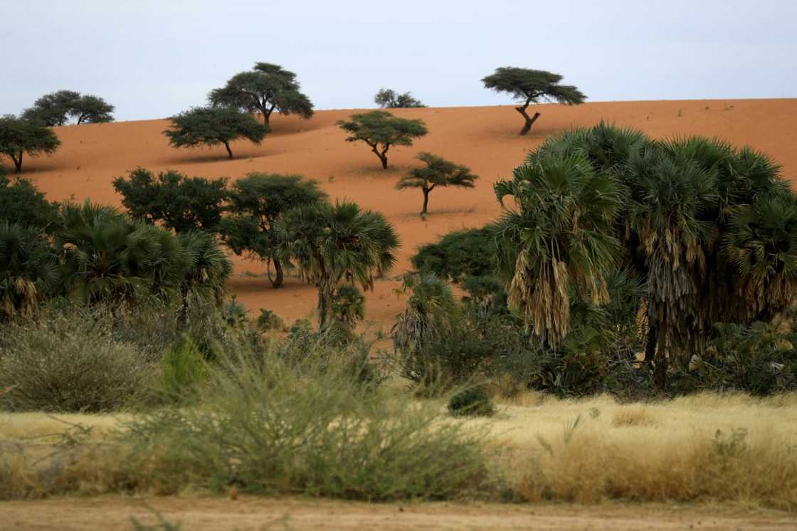 Sudan's gum arabic belt, which covers some 500,000 square kilometres (193,000 square miles) from Gedaref in the east to Darfur on the border with Chad, has been hit hard by climate change which has seen growing encroachment by the desert
