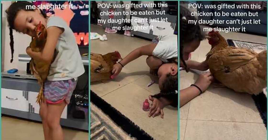 Little girl gives chicken a makeover in video Little girl gives chicken a makeover in video