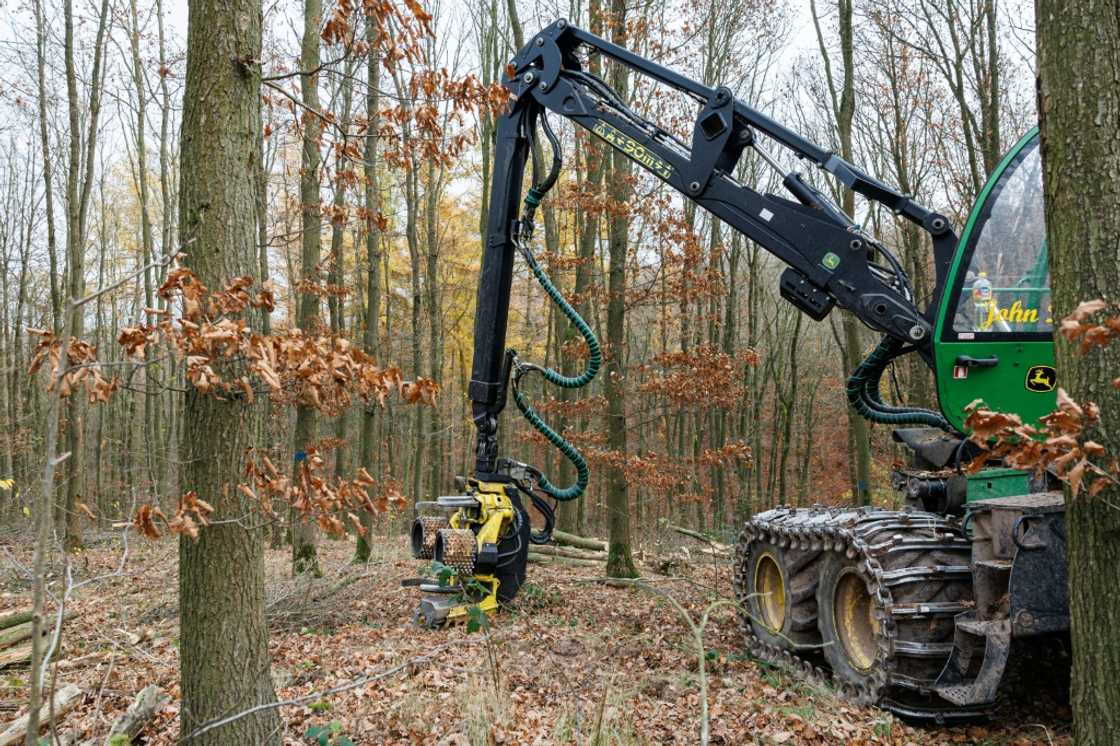 A machine harvests the trees