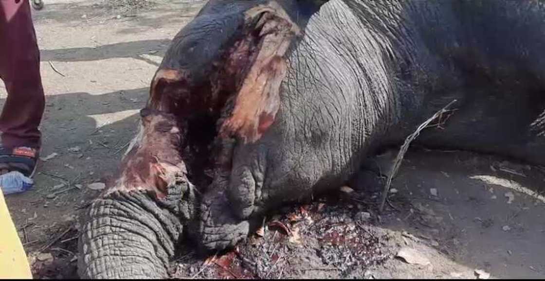 North East Region: Rare elephant killed by faceless assassins amid warning by Paramount Chief North East Region: Rare elephant killed by faceless assassins amid warning by Paramount Chief