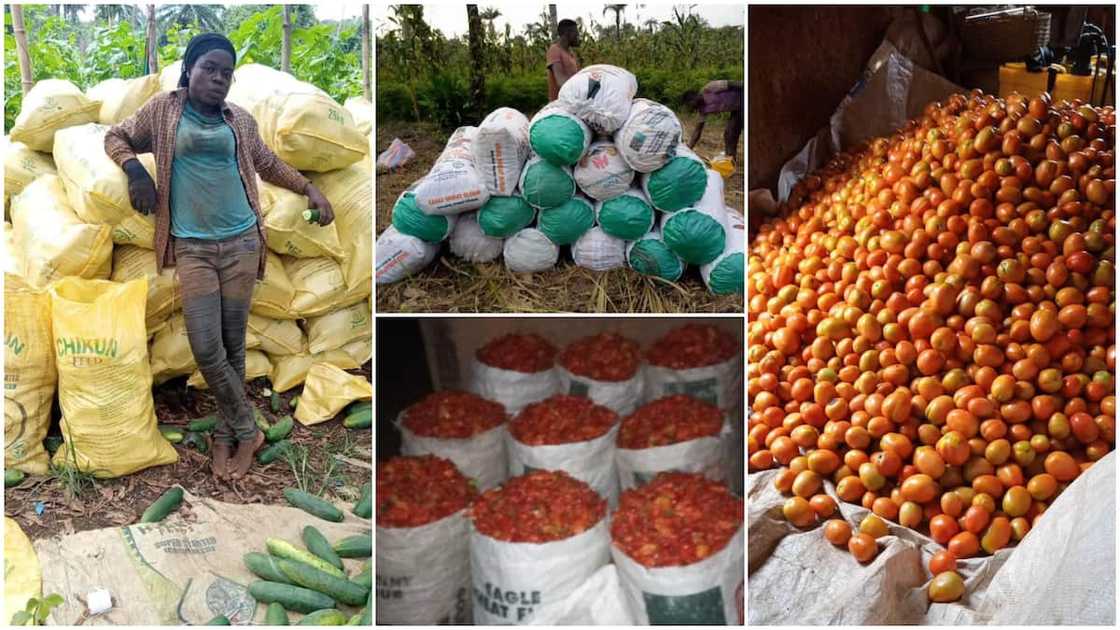 Photos of her harvests wowed people.