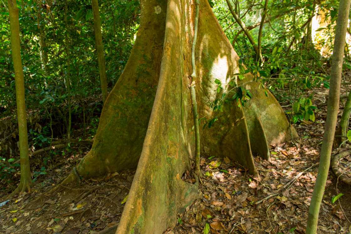 cocoa growing districts in Ghana