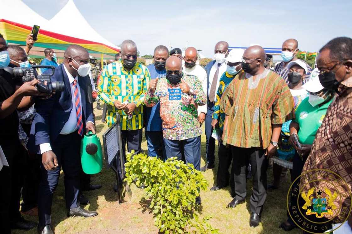 Akufo-Addo's 5 million trees Green Ghana project will require GH₵125 million