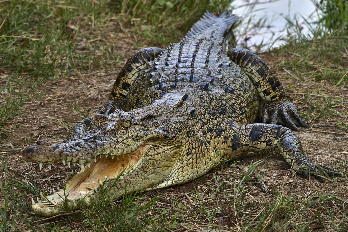 A crocodile in The Sundarbans, Bangladesh A crocodile in The Sundarbans, Bangladesh