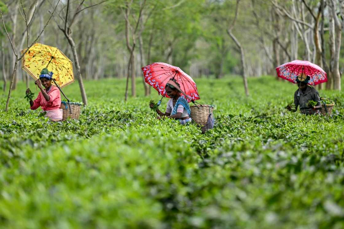 Indian tea pickers: the country is the world's second-largest producer, and third-largest black tea exporter Indian tea pickers: the country is the world's second-largest producer, and third-largest black tea exporter