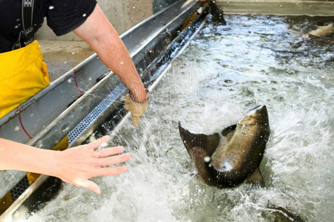 Low river water levels -- which authorities have tried to work around, by trucking baby salmon down to the ocean -- are only part of the problem