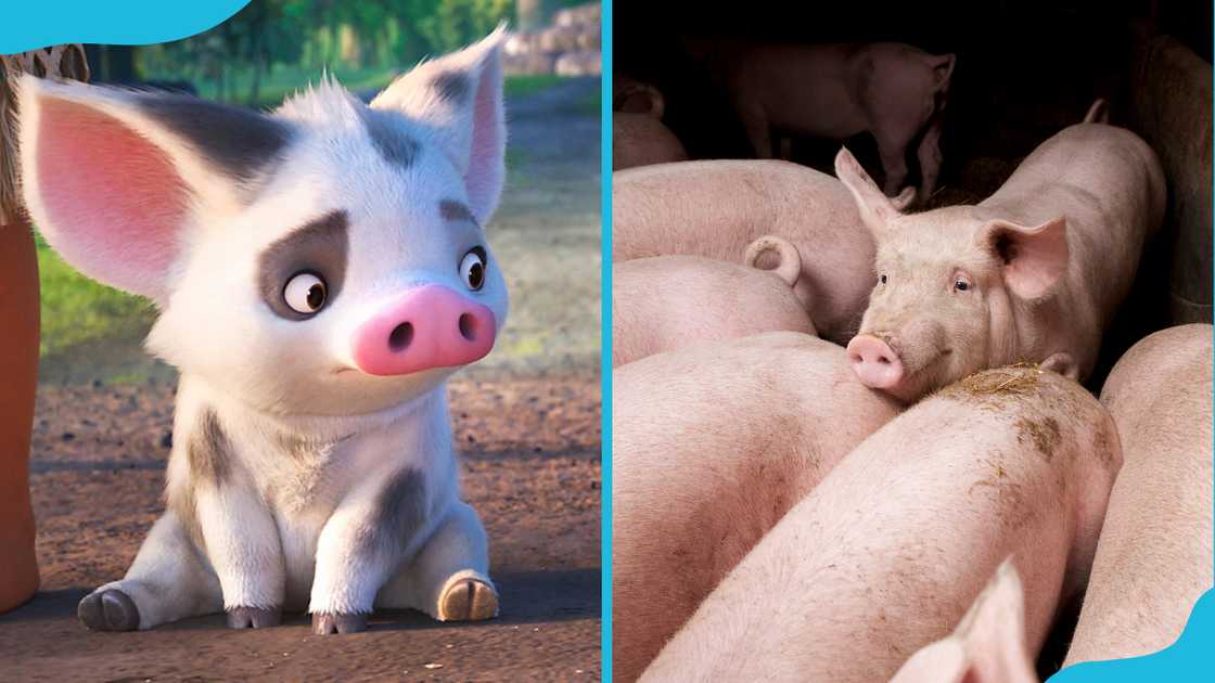 Pua from Moana (L). Piglets in a farm (R).