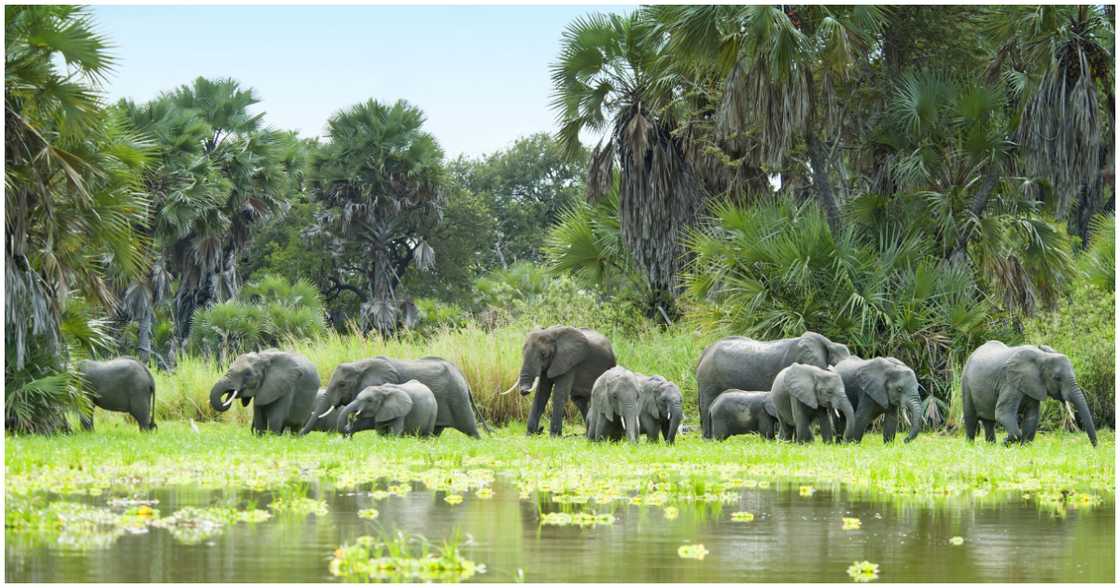 Selous National Park