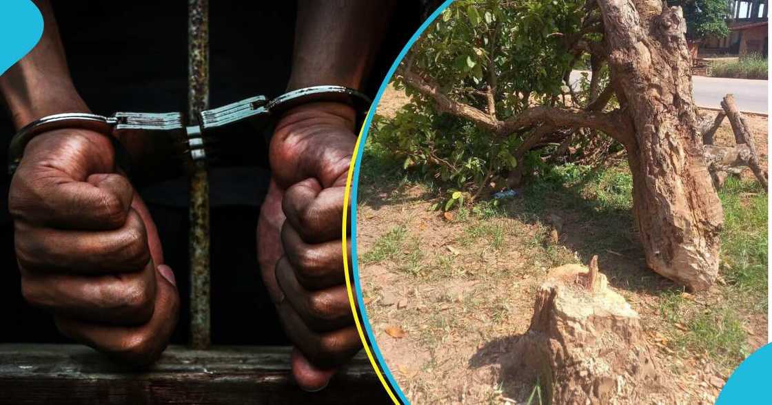 Komfo Anokye tree arrests Komfo Anokye tree arrests