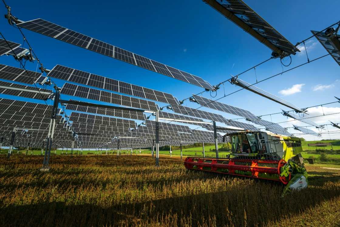 A farmer drives a combine harvester to collect soybeans under hanging solar panels on an agrivoltaic site in Amance, eastern France A farmer drives a combine harvester to collect soybeans under hanging solar panels on an agrivoltaic site in Amance, eastern France