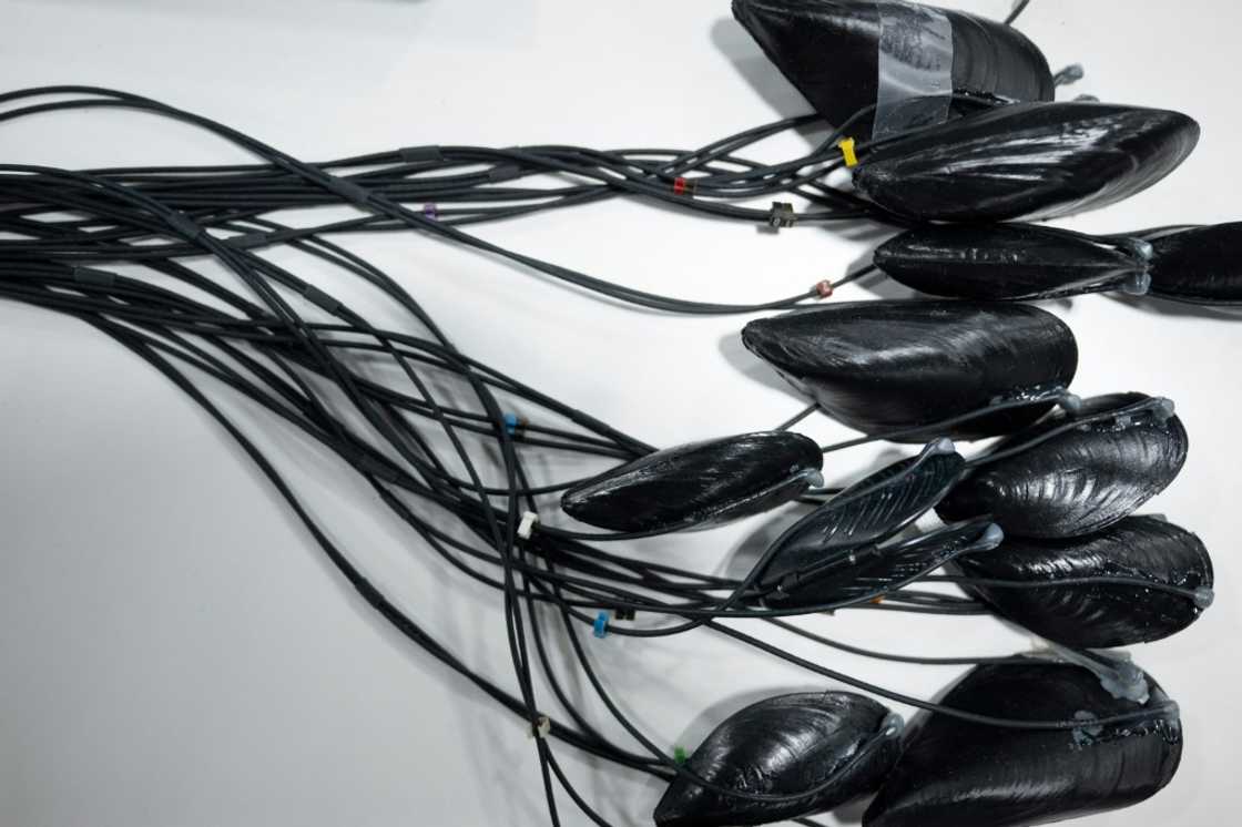 French startup MolluScan places sensors on muscles and other mollusks to detect water pollution, alerting regulators or companies to take action French startup MolluScan places sensors on muscles and other mollusks to detect water pollution, alerting regulators or companies to take action